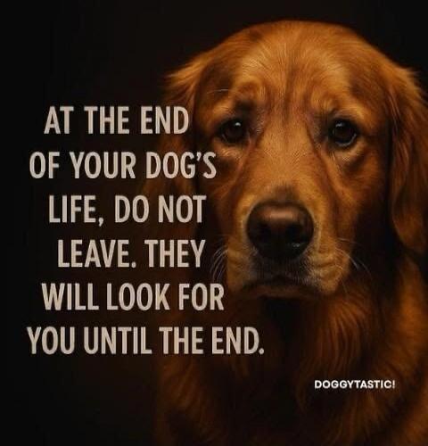 AT THE END OF YOUR DOG'S LIFE, DO NOT LEAVE. THEY WILL LOOK FOR YOU UNTIL THE END. DOGGYTASTIC!