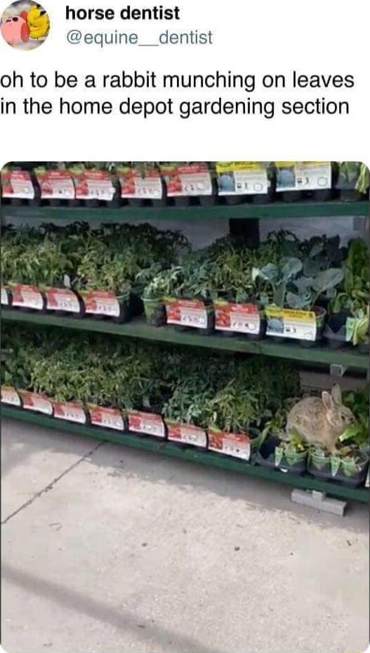 4 horse dentist equine__dentist oh to be a rabbit munching on leaves in the home depot gardening section