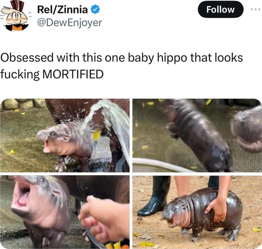 W RelZinnia DewEnjoyer Obsessed with this one baby hippo that looks fucking MORTIFIED