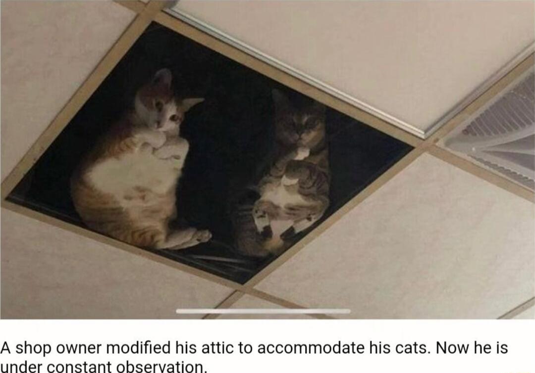 A shop owner modified his attic to accommodate his cats Now he is e L e