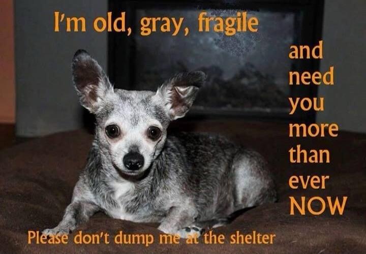 I'm old, gray, fragile and need you more than ever NOW

Please don't dump me at the shelter
