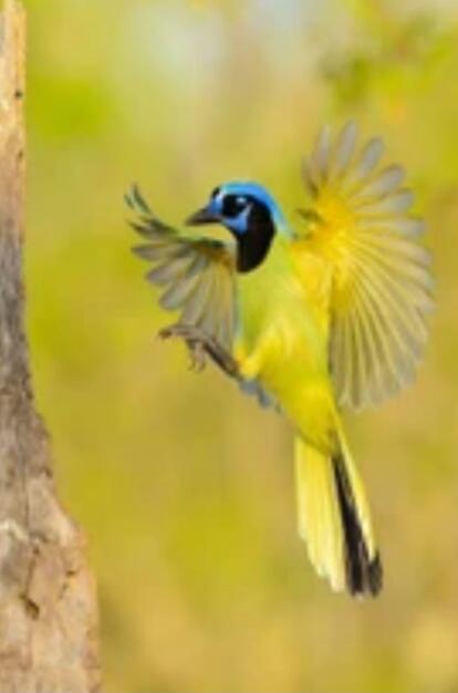 A bright yellow-green bird with a blue crown and black face mask hovering with wings spread near a tree.
