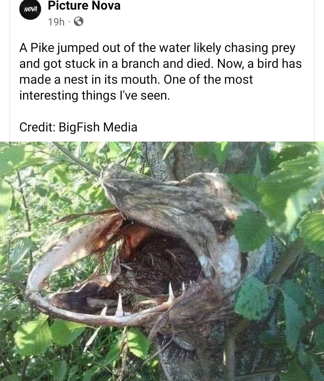 Picture Nova 19h Q A Pike jumped out of the water likely chasing prey and got stuck in a branch and died Now a bird has made a nest in its mouth One of the most interesting things Ive seen Credit BigFish Media