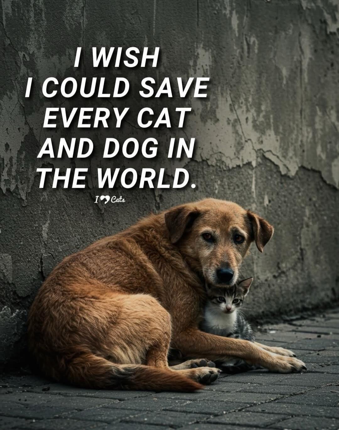 I WISH I COULD SAVE EVERY CAT AND DOG IN THE WORLD.
