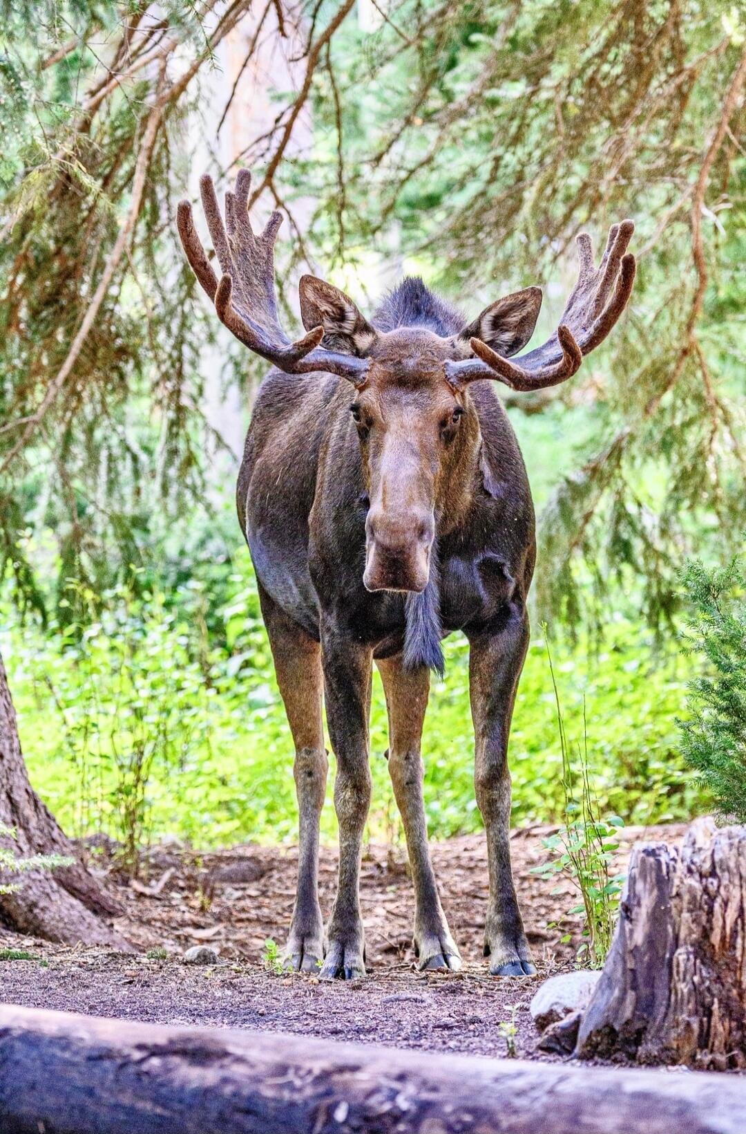 A moose standing on a path in a forest, facing the camera.