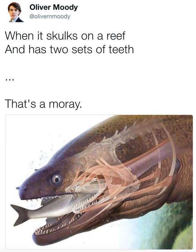 Oliver Moody FA olivernmoody When it skulks on a reef And has two sets of teeth Thats a moray