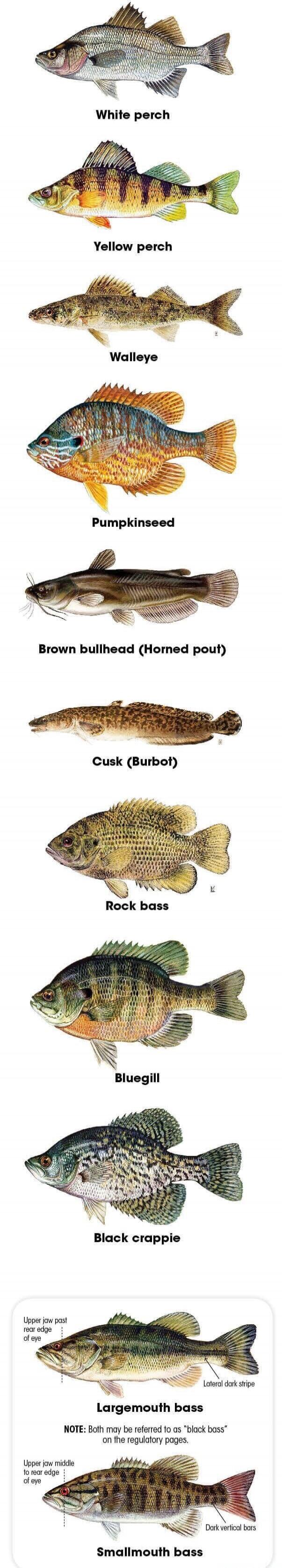 White perch
Yellow perch
Walleye
Pumpkinseed
Brown bullhead (Horned pout)
Cusk (Burbot)
Rock bass
Bluegill
Black crappie
Largemouth bass
Upper jaw past rear edge of eye
Lateral dark stripe
NOTE: Both may be referred to as 