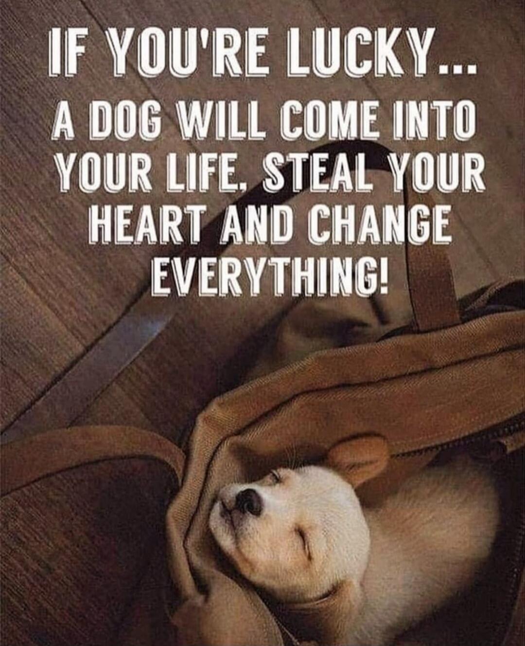 IF YOU'RE LUCKY... A DOG WILL COME INTO YOUR LIFE, STEAL YOUR HEART AND CHANGE EVERYTHING!