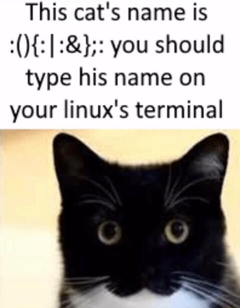 This cats name is you should type his name on your linuxs terminal