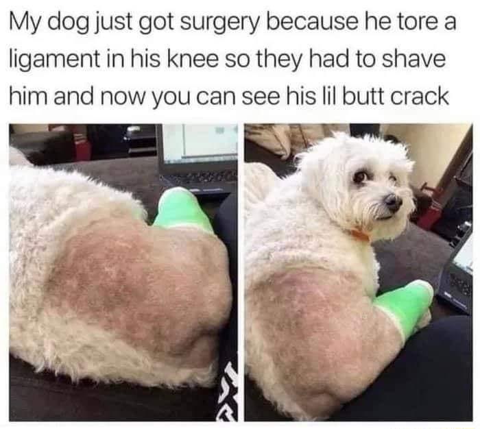 My dog just got surgery because he tore a ligament in his knee so they had to shave him and now you can see his lil butt crack T F