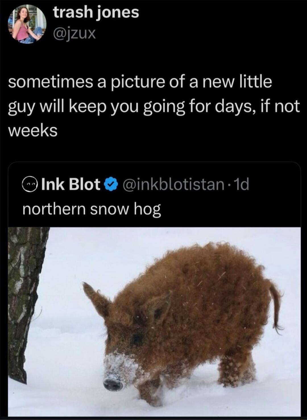 trash jones @jzux sometimes a picture of a new little guy will keep you going for days, if not weeks Ink Blot @inkblotistan · 1d northern snow hog. The image shows a small, furry, pig-like animal with snow on its snout, standing in a snowy landscape next to a tree trunk.