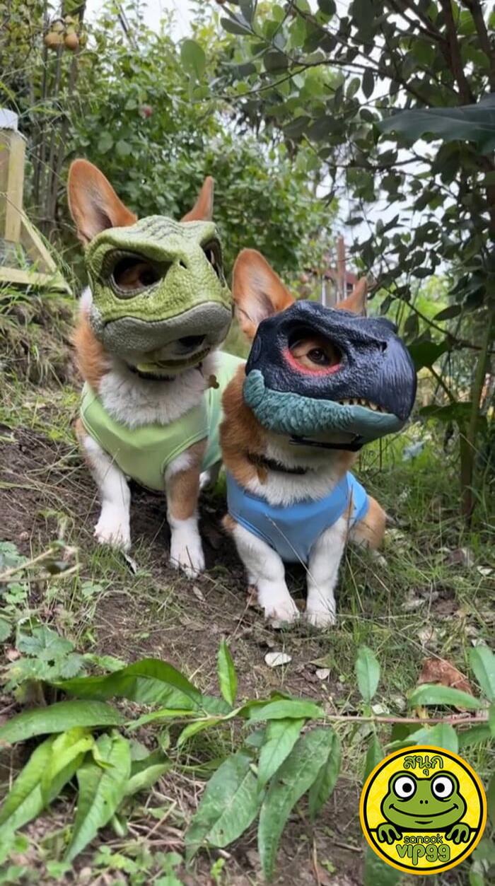 Two dogs wearing dinosaur masks outdoors; logo with frog and Thai text in bottom-right corner.
