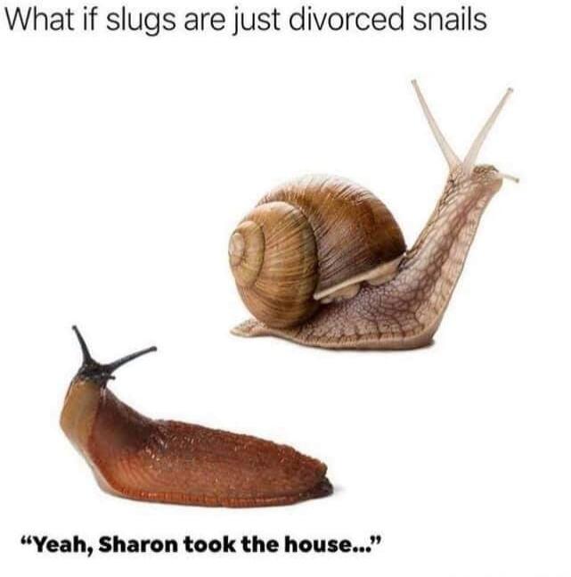 What if slugs are just divorced snails. Yeah, Sharon took the house...