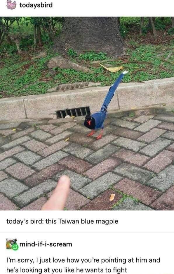 todays bird this Taiwan blue magpie Bmind scream Im sorry just love how youre pointing at him and