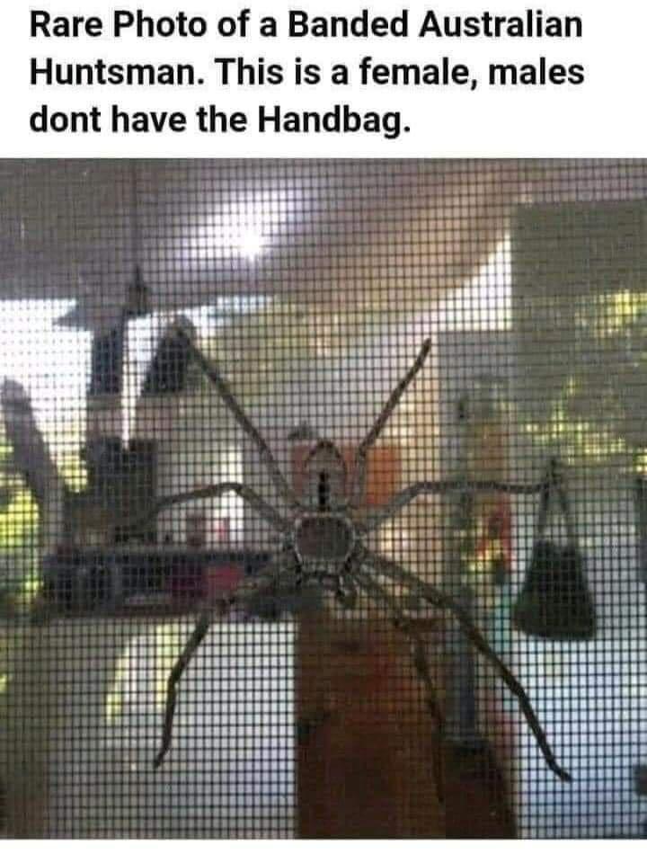 Rare Photo of a Banded Australian Huntsman This is a female males dont have the Handbag
