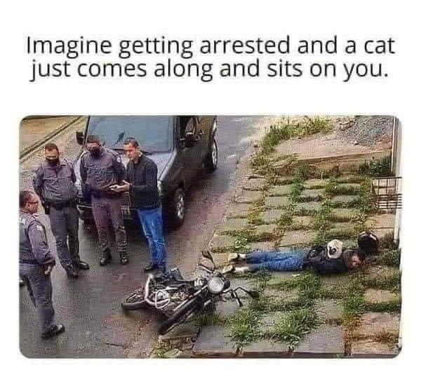 Imagine getting arrested and a cat just comes along and sits on you