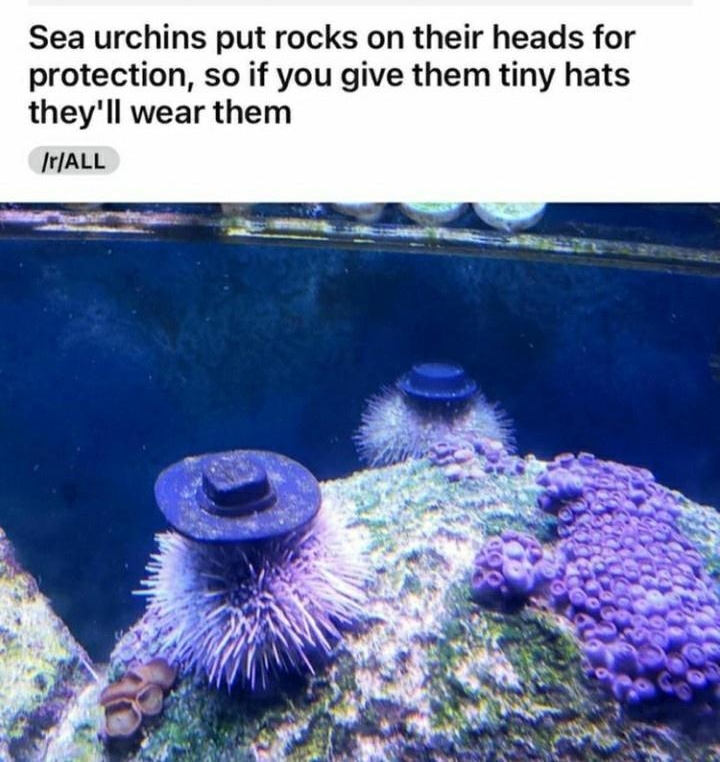 Sea urchins put rocks on their heads for protection so if you give them tiny hats theyll wear them JrALL
