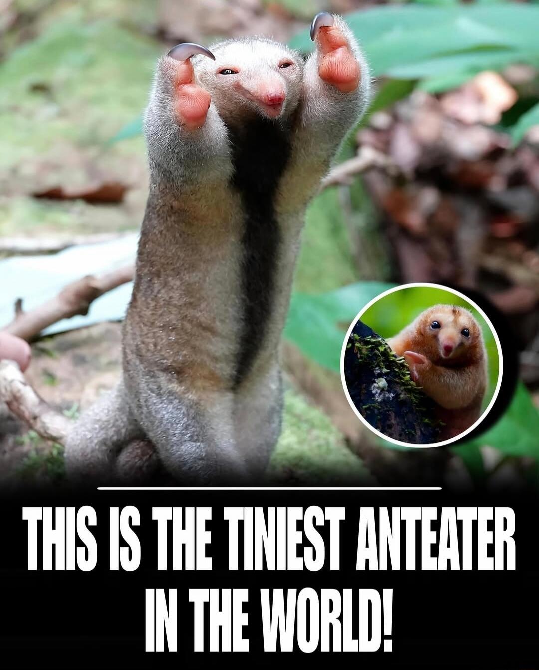 THIS IS THE TINIEST ANTEATER IN THE WORLD!
