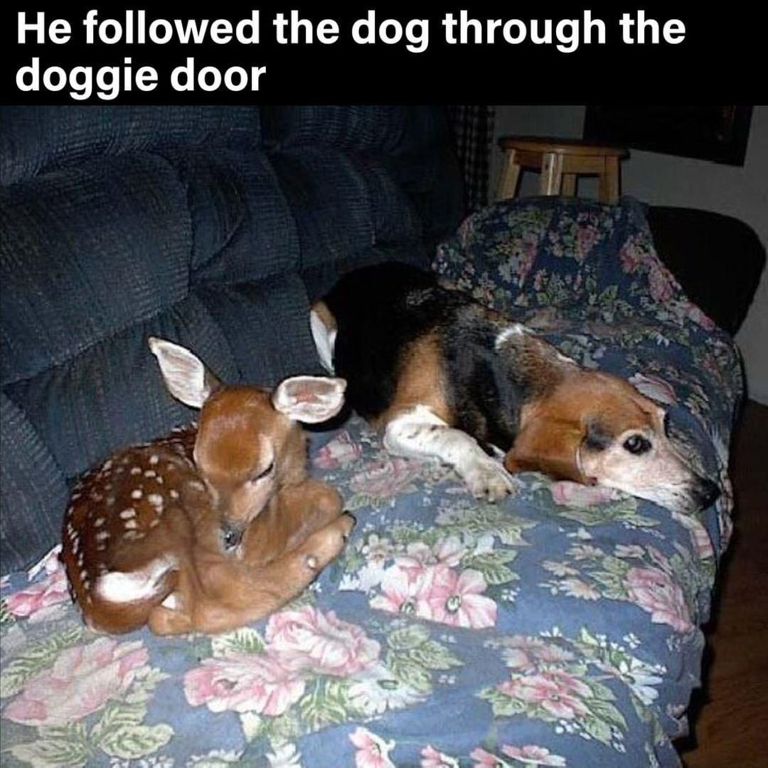 He followed the dog through the doggie door