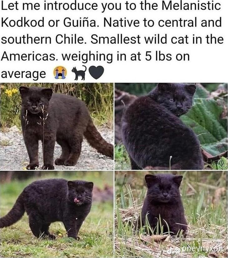 Let me introduce you to the Melanistic Kodkod or Guifia Native to central and southern Chile Smallest wild cat in the Americas weighing in at 5 Ibs on average WO
