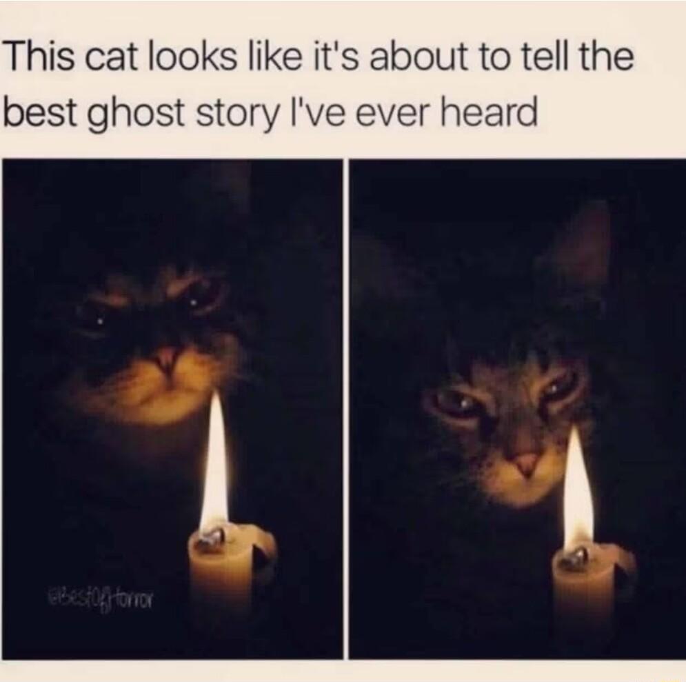This cat looks like its about to tell the best ghost story Ive ever heard