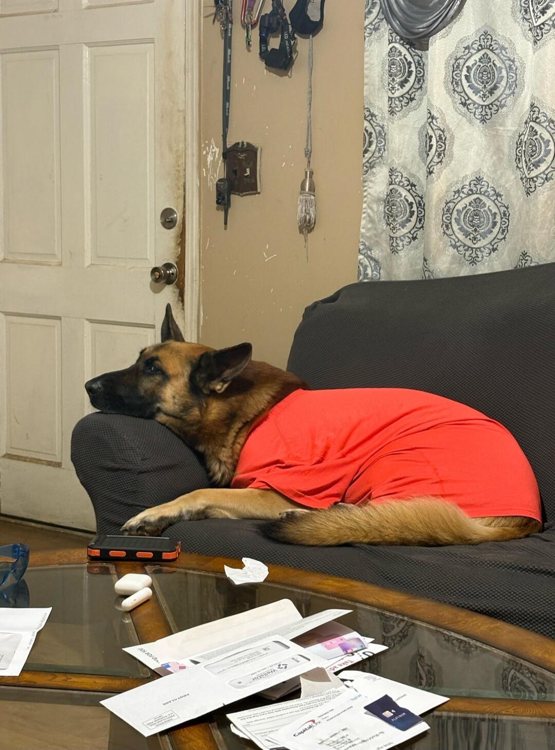 A German Shepherd dog wearing a red t-shirt is lying comfortably on a dark grey sofa, resting its head on the armrest. In the foreground, there's a glass coffee table with various papers, white earbuds, and a rugged phone.