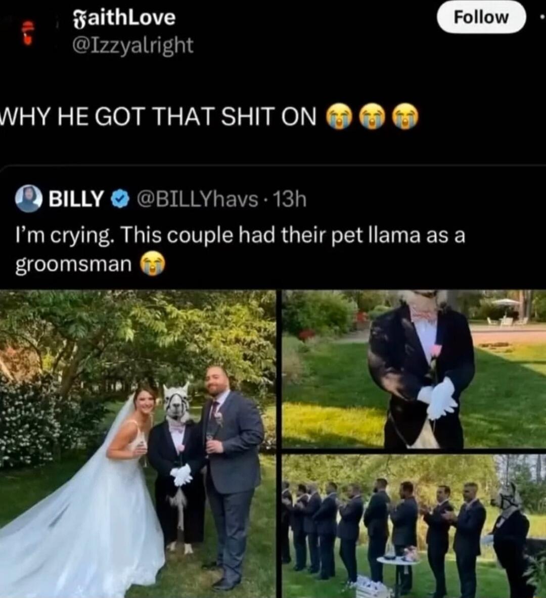 BENGIRATY m Tzzyalright NHY HE GOT THATSHITON BILLY BILLYhavs 13h Im crying This couple had their pet llama as a groomsman e _ Pk