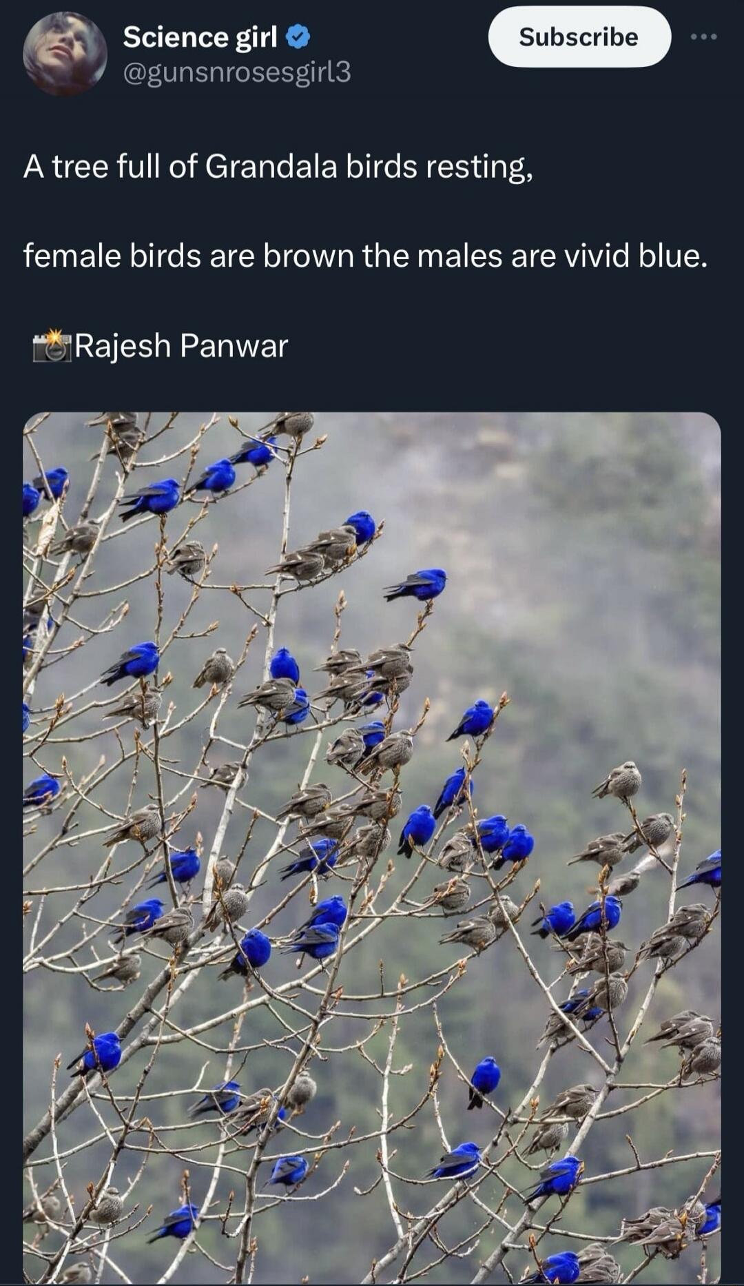 A tree full of Grandala birds resting, female birds are brown the males are vivid blue. Photo by Rajesh Panwar.