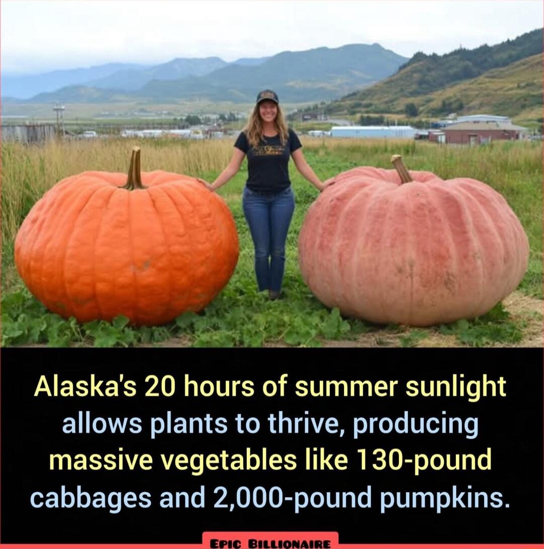 Alaskas 20 hours of summer sunlight allows plants to thrive producing massive vegetables like 130 pound cabbages and 2000 pound pumpkins