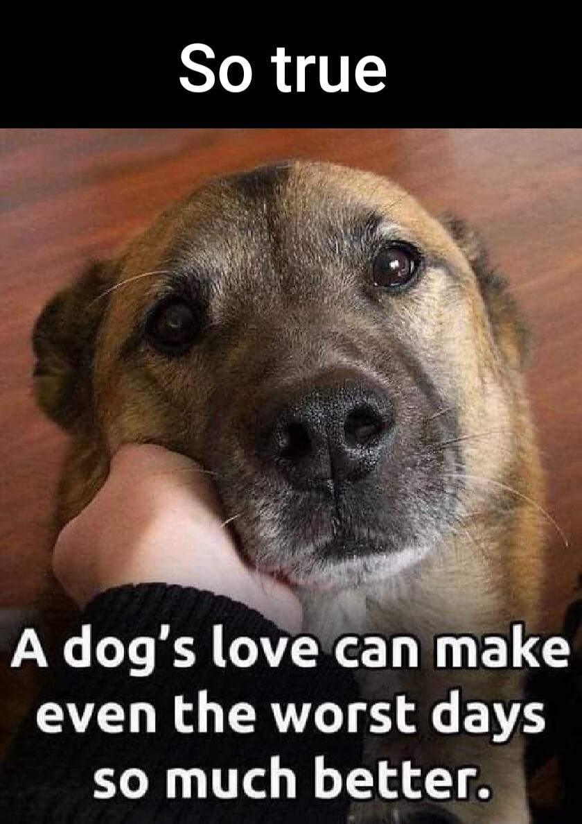 So true
A dog's love can make even the worst days so much better.