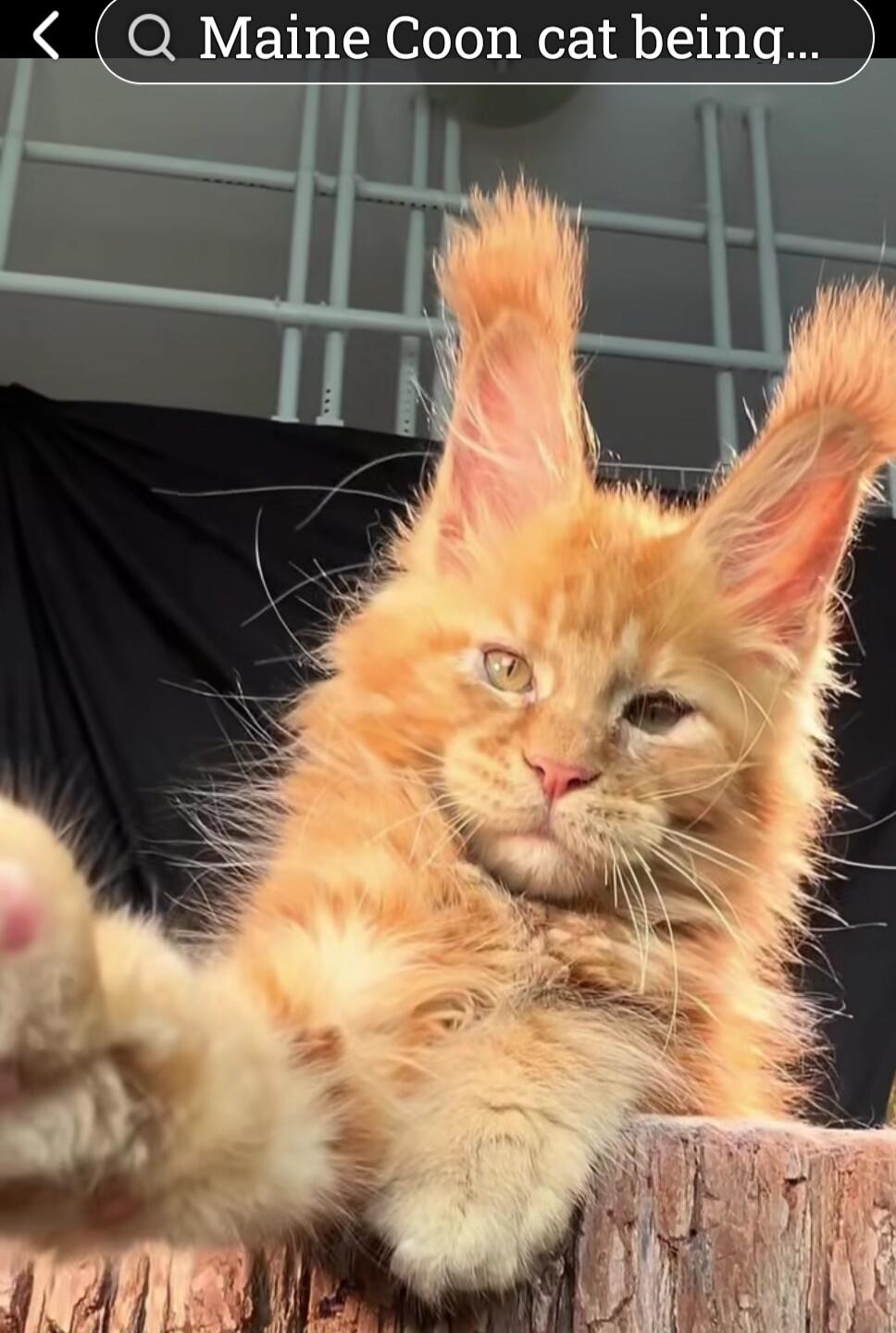 Maine Coon cat being adorable