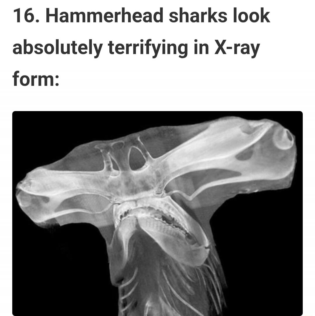 16. Hammerhead sharks look absolutely terrifying in X-ray form: