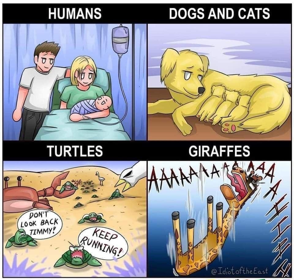 HUMANS TURTLES DOGS AND CATS