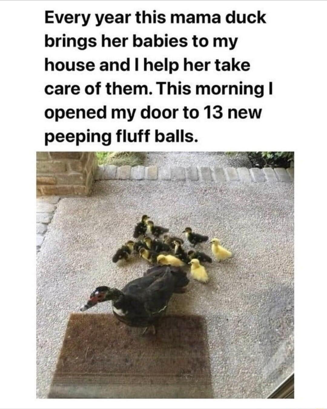 Every year this mama duck brings her babies to my house and help her take care of them This morning opened my door to 13 new peeping fluff balls