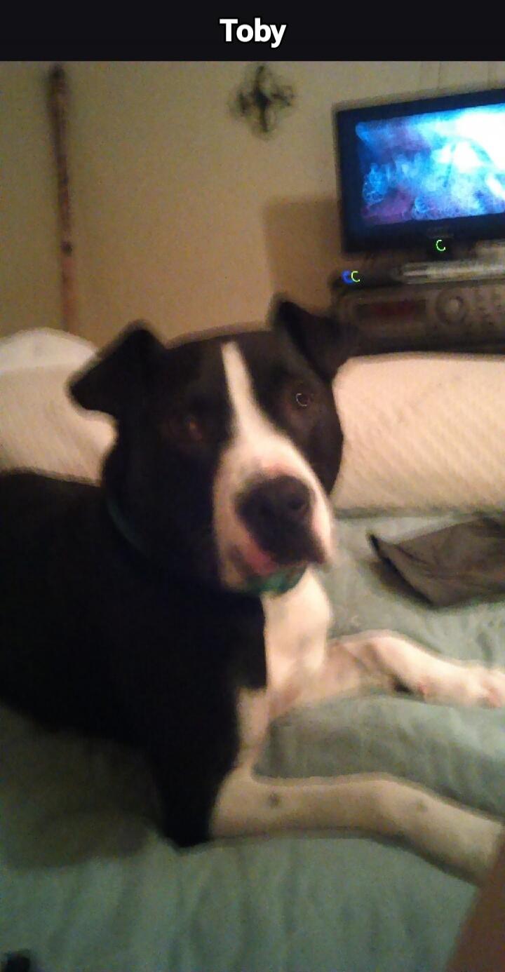 Toby