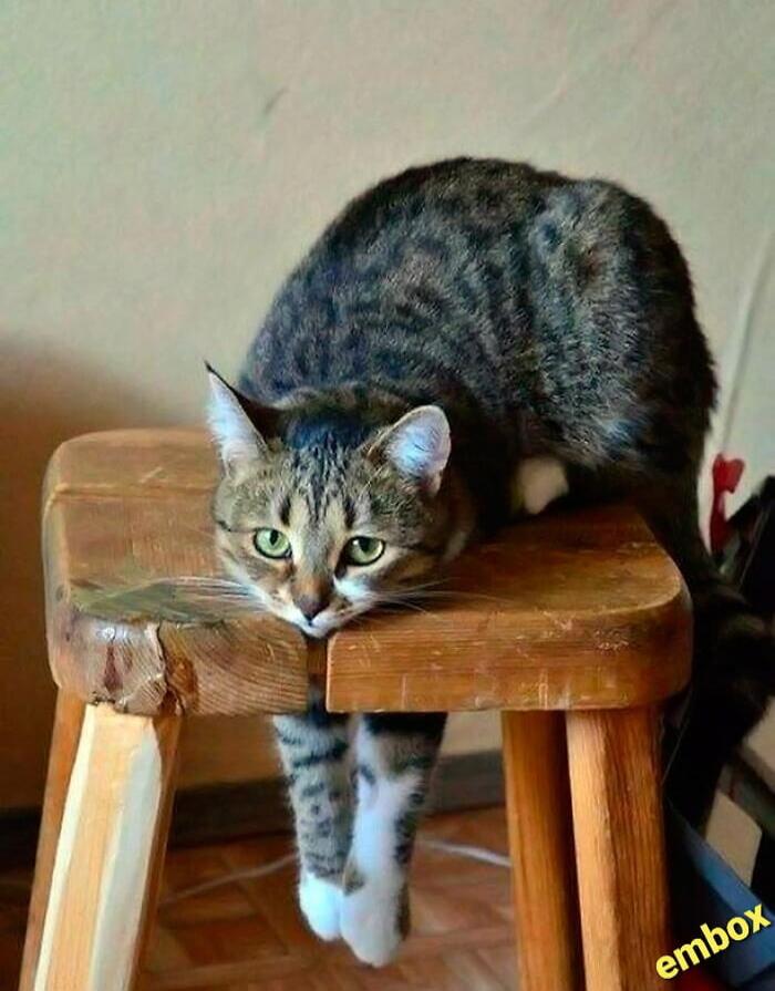 A tabby cat perched on a wooden stool, looking toward the camera.