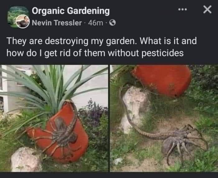 Organic Gardening EESE Nevin Tressler 46m They are destroying my garden What is it and how do get rid of them without pesticides