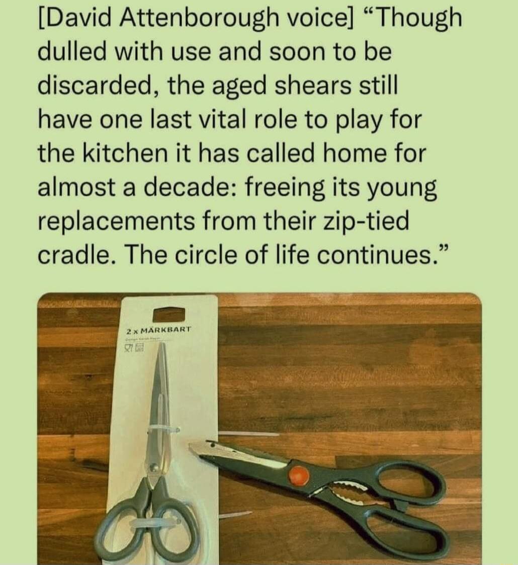 David Attenborough voice Though dulled with use and soon to be discarded the aged shears still have one last vital role to play for the kitchen it has called home for almost a decade freeing its young replacements from their zip tied cradle The circle of life continues