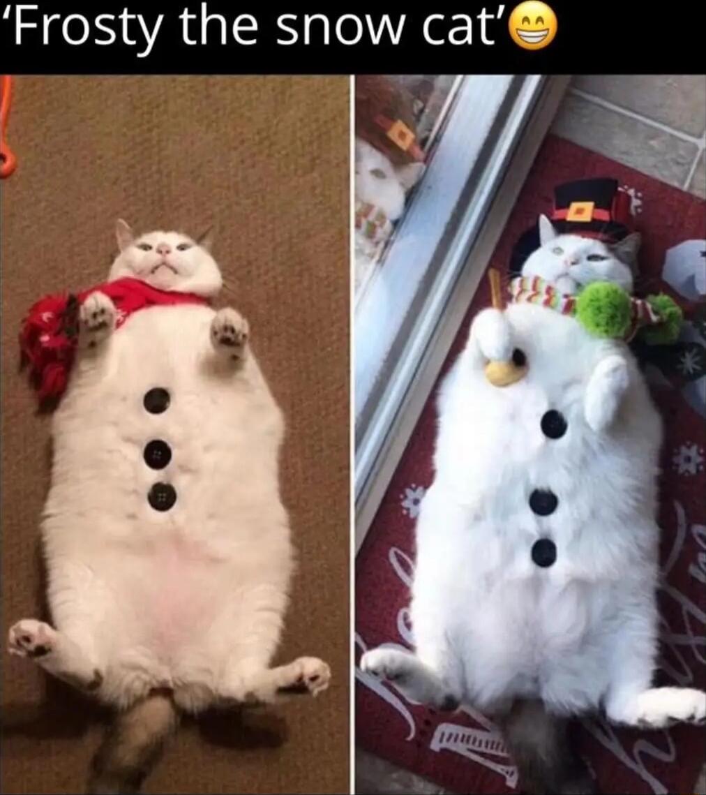 Frosty the snow cat