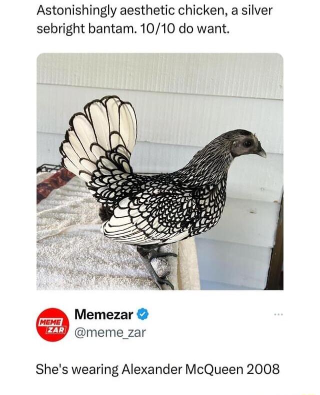 Astonishingly aesthetic chicken a silver sebright bantam 1010 do want Memezar meme_zar Shes wearing Alexander McQueen 2008