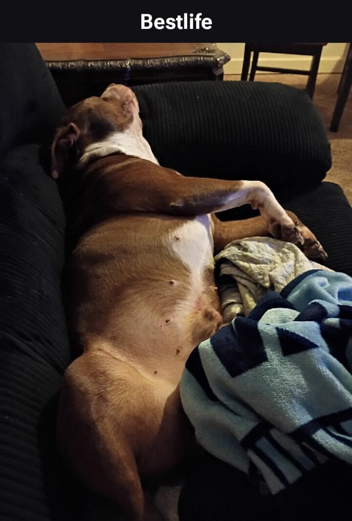 Bestlife. A dog is sleeping soundly on a couch, looking very relaxed.