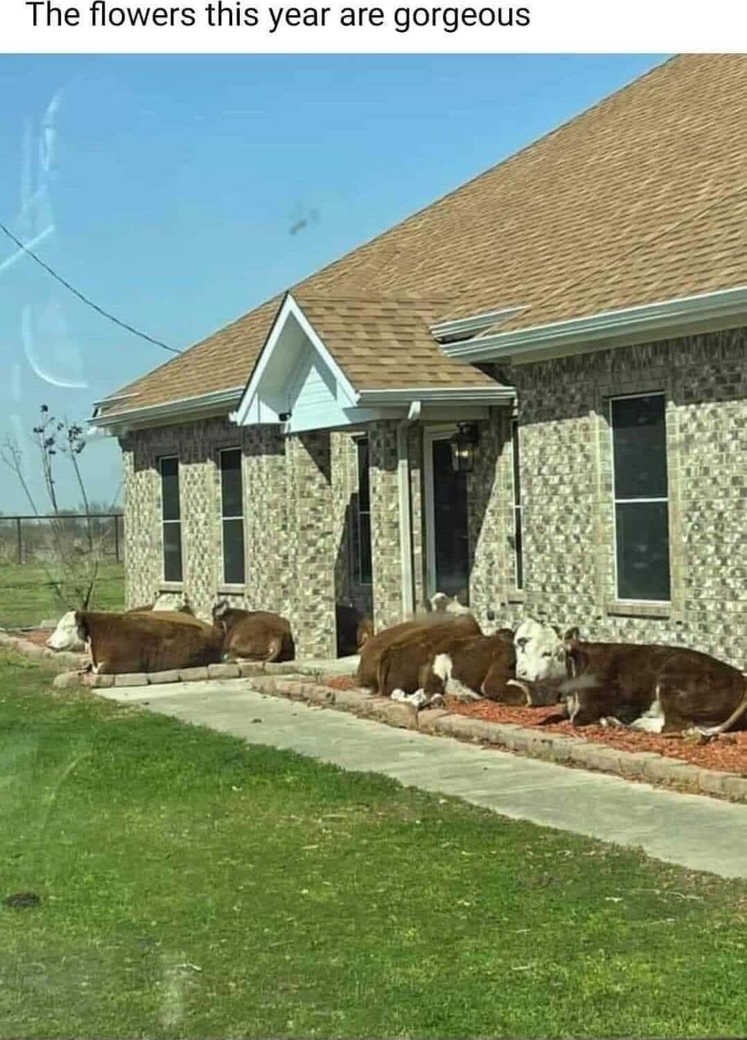 The flowers this year are gorgeous