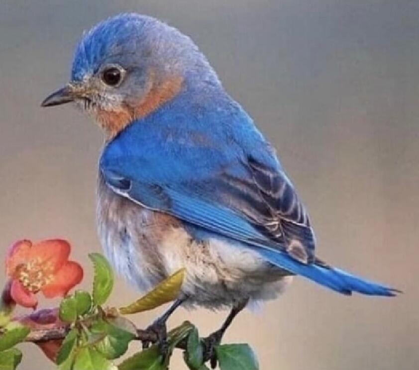 A small blue bird perched on a branch near a pink flower.
