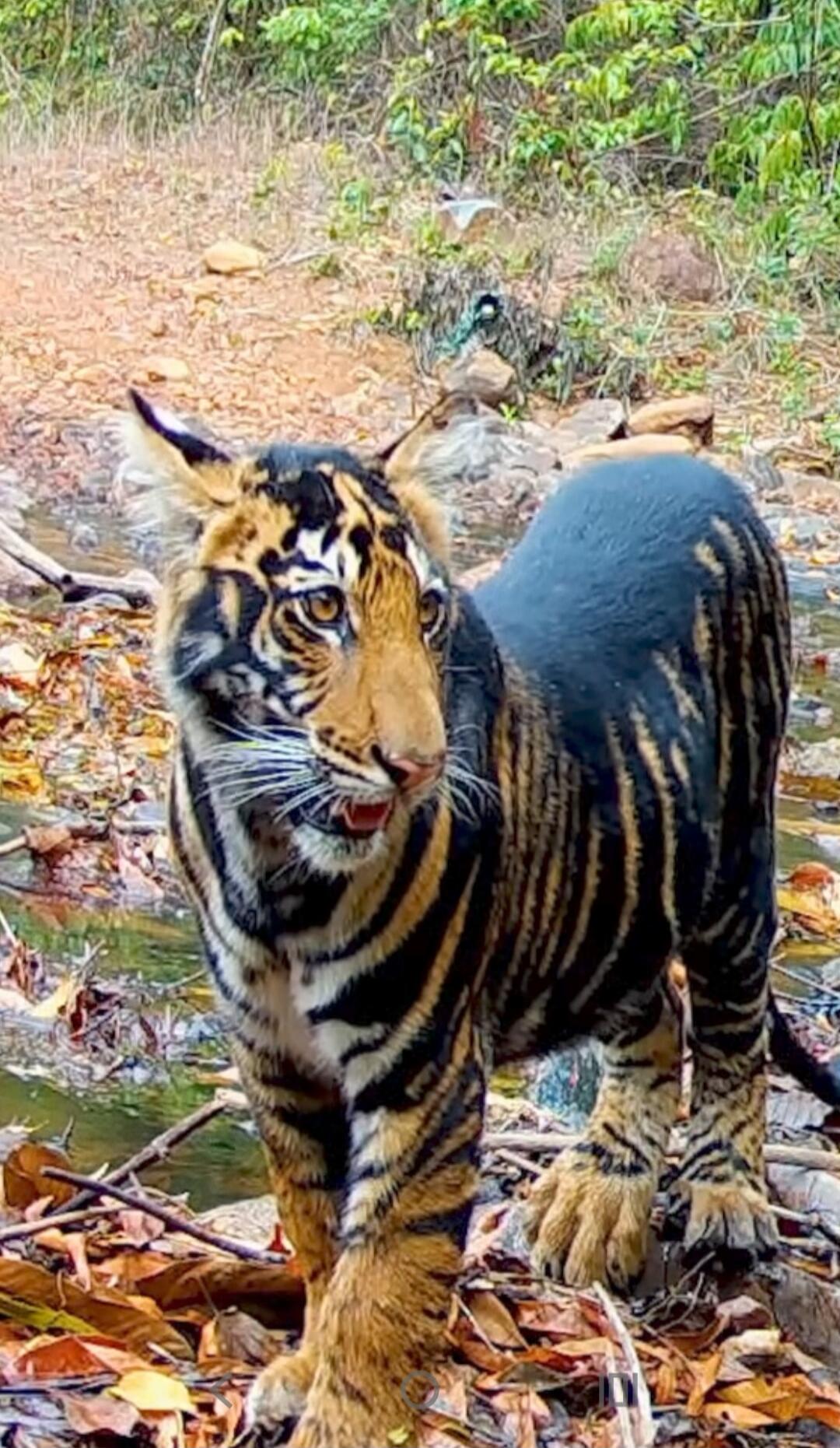 An adult tiger stands near a shallow water area on a leaf-littered forest floor. The tiger has orange fur with black stripes and white underparts, looking to the side with its tongue slightly out.