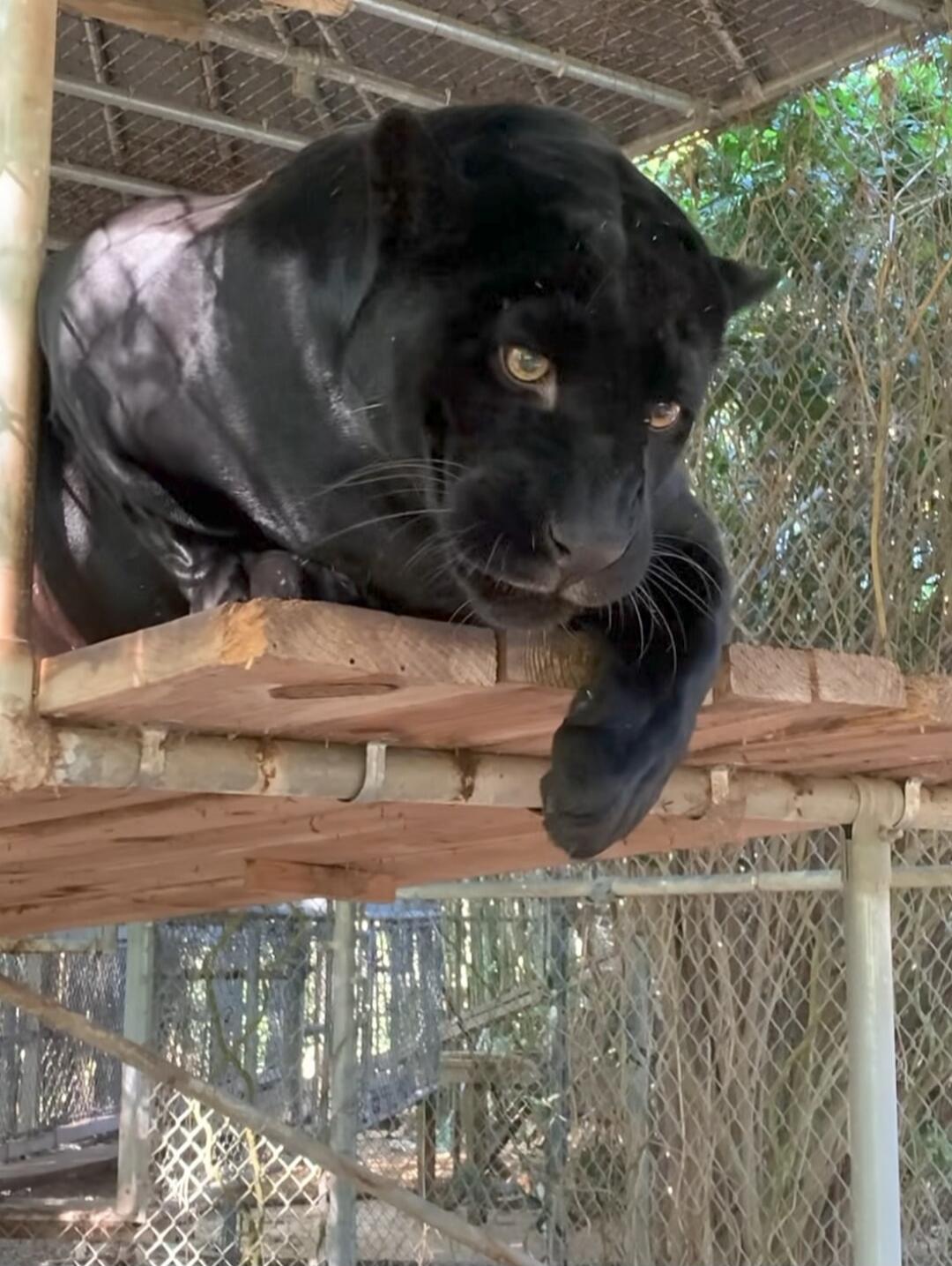 A black panther rests on a wooden platform inside a wire enclosure.