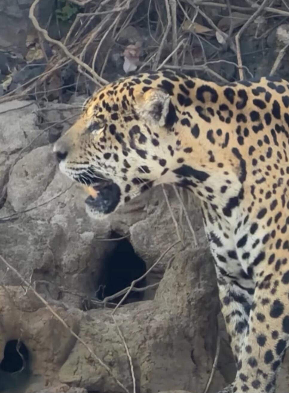 Leopard near a cave entrance.