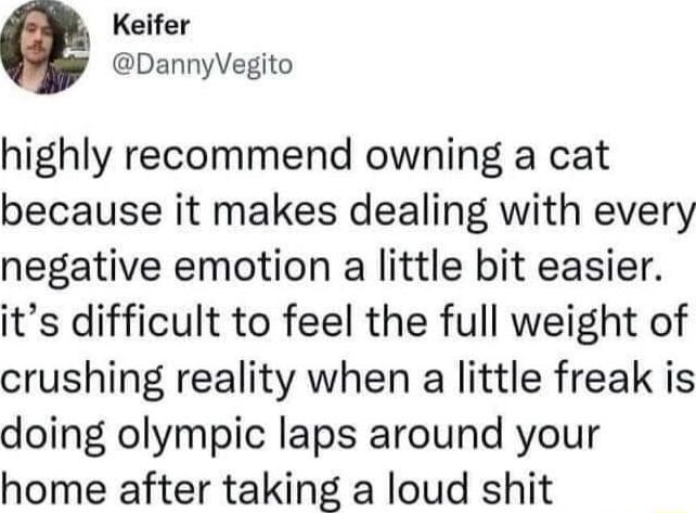 Keifer DannyVegito highly recommend owning a cat because it makes dealing with every negative emotion a little bit easier its difficult to feel the full weight of crushing reality when a little freak is doing olympic laps around your home after taking a loud shit