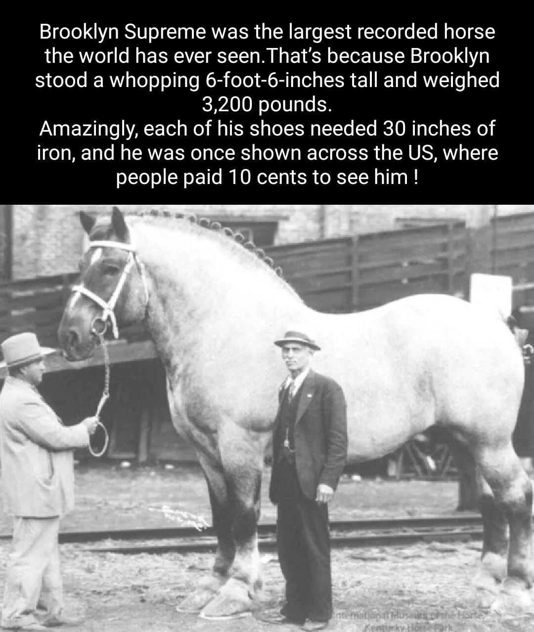 Brooklyn Supreme was the largest recorded horse the world has ever seenThats because Brooklyn stood a whopping 6 foot 6 inches tall and weighed 3200 pounds Amazingly each of his shoes needed 30 inches of iron and he was once shown across the US where people paid 10 cents to see him