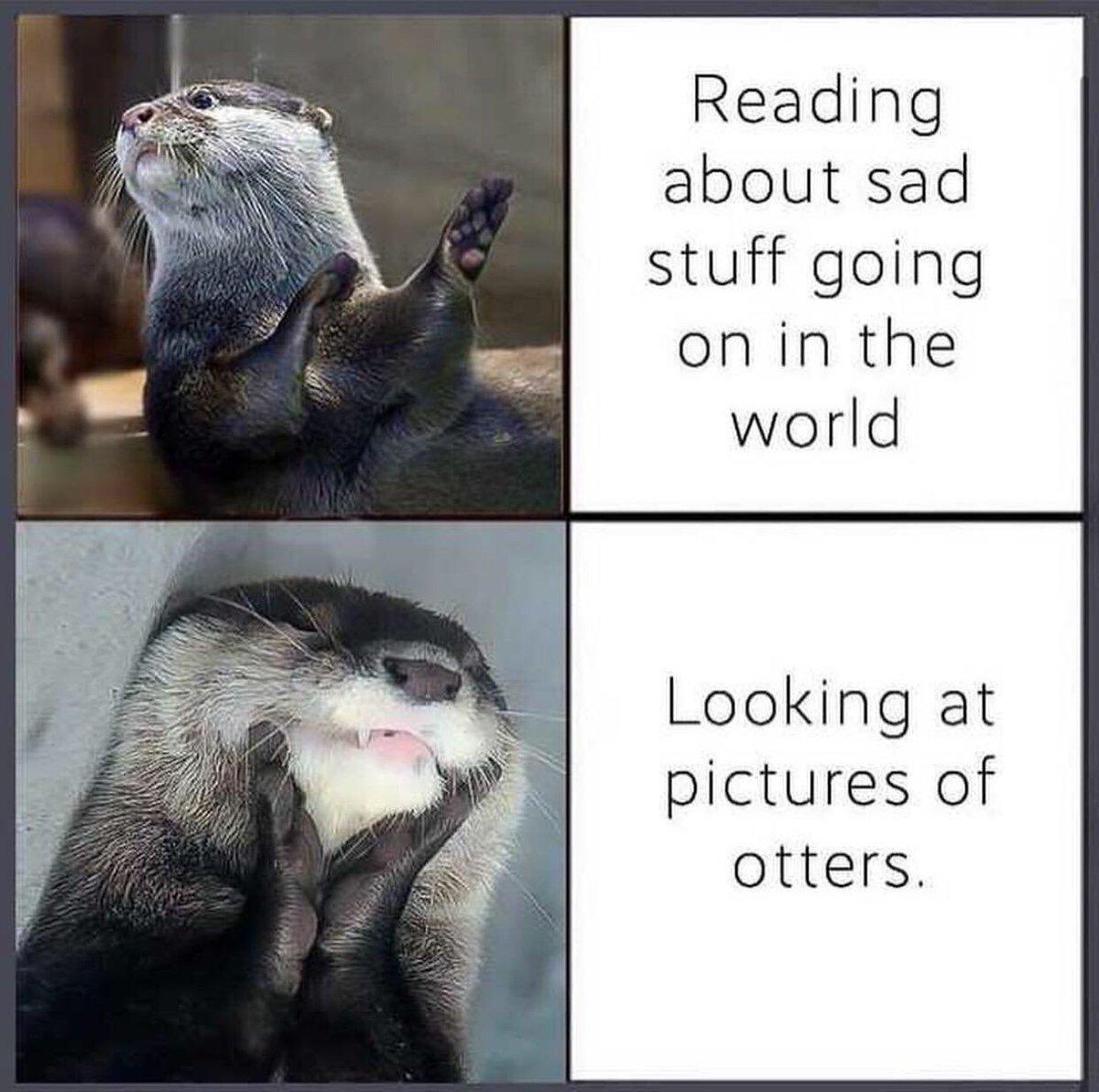 Reading about sad stuff going onin the world Looking at pictures of otters