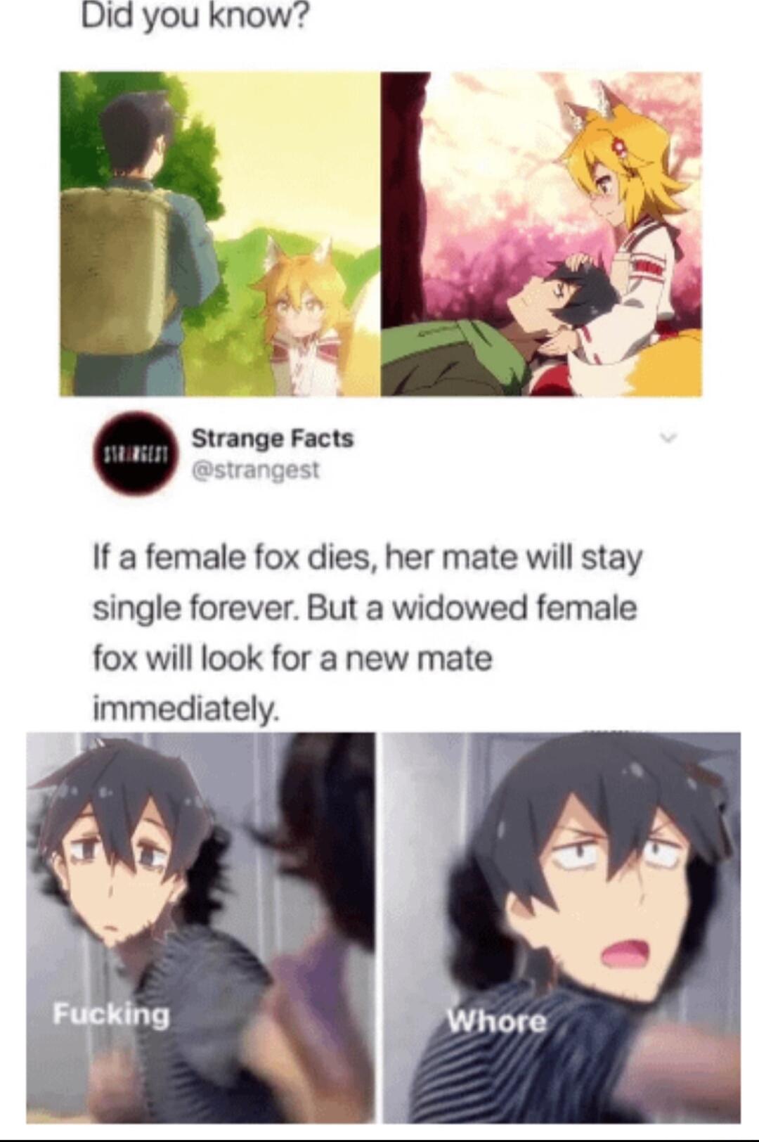 Did you know Strange Facts If a female fox dies her mate will stay single forever But a widowed female fox will look for a new mate immediately